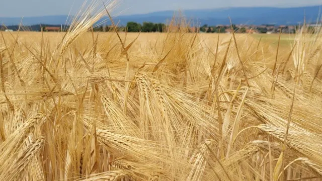 Gerste (Foto: Kerstin Möri) Gerste (Foto: Kerstin Möri)