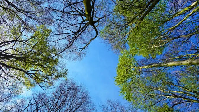 mabelamber-tree-3353617 pixabay (Foto: Mabel Amber) mabelamber-tree-3353617 pixabay (Foto: Mabel Amber)