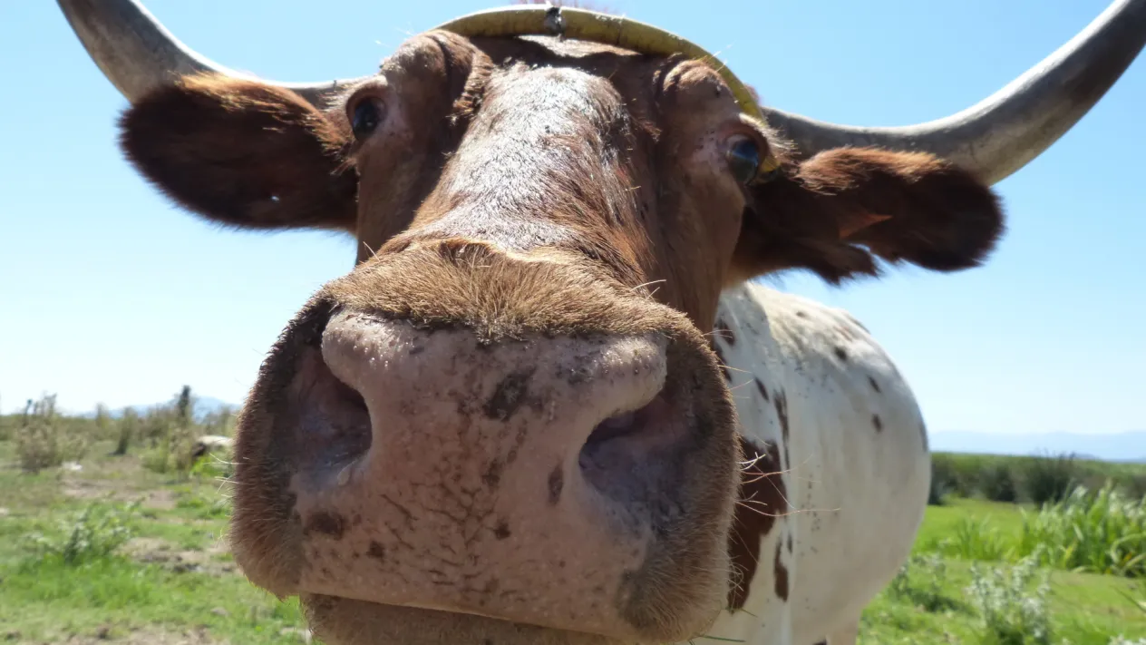 makamuki0-cow-893649 (Foto: Marc Pascual pixabay) makamuki0-cow-893649 (Foto: Marc Pascual pixabay)